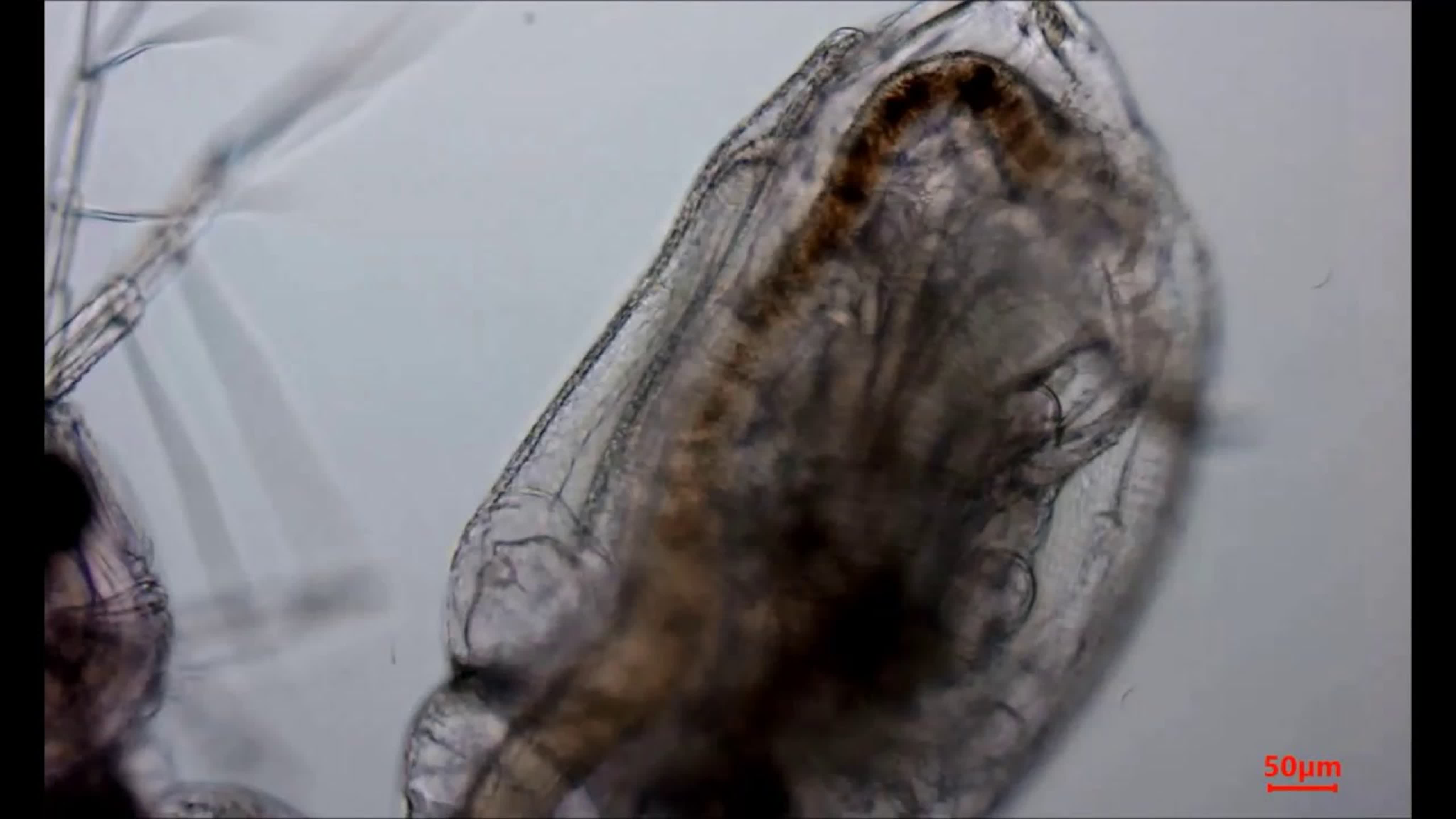 Дафния (водяная блоха). Вид в микроскоп.