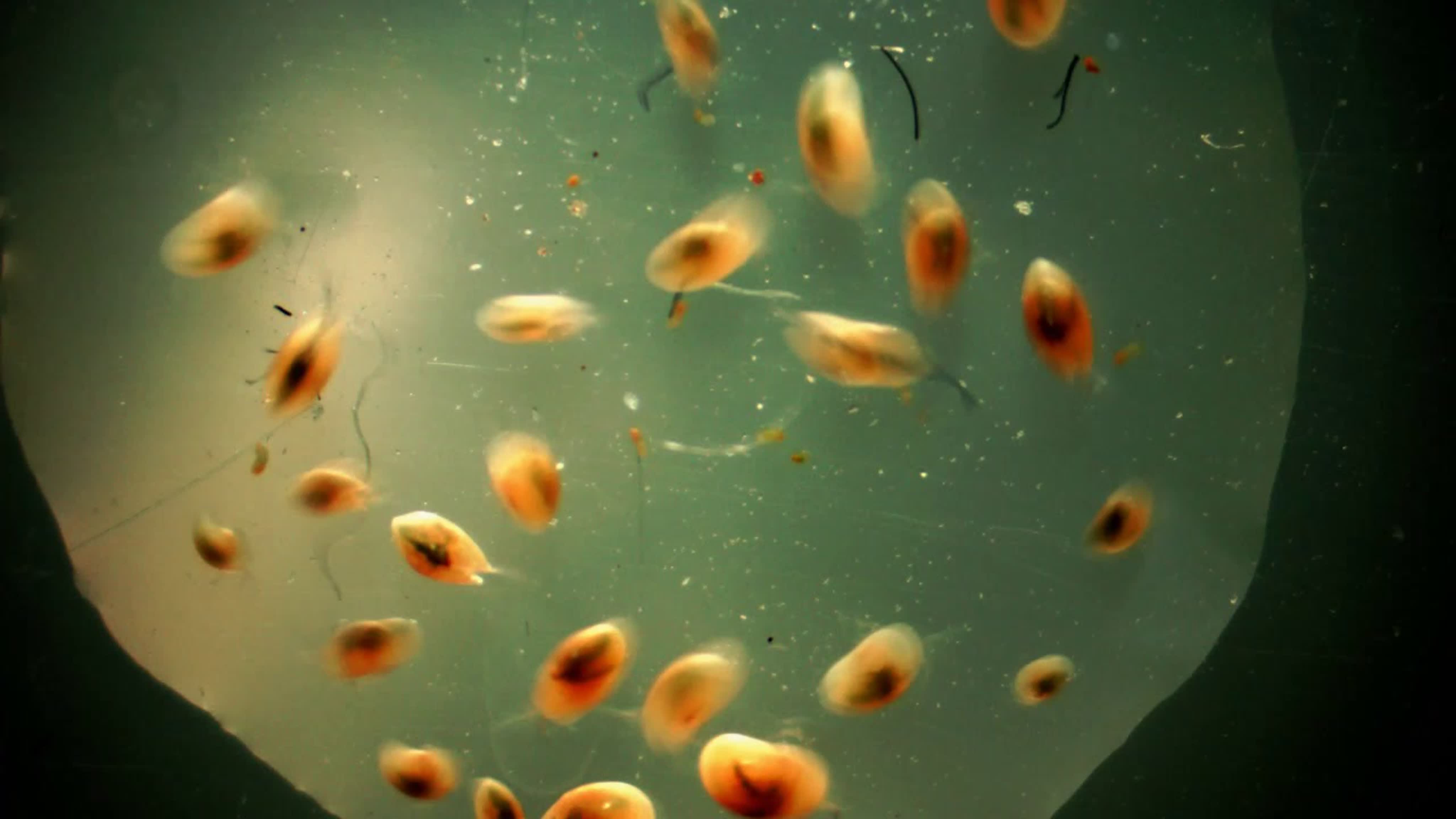 Остракоды (мелкие рачки). Вид в микроскоп.